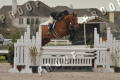 Groks, Gelding, 2006, by Libero H Pic1