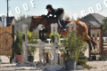 Groks, Gelding, 2006, by Libero H Pic2