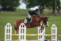 Huck Gelding Mindy Coretz Successful horse sold by European Sporthorses 1 (2)