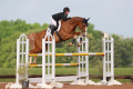 Huck Gelding Mindy Coretz Successful horse sold by European Sporthorses 1 (3)