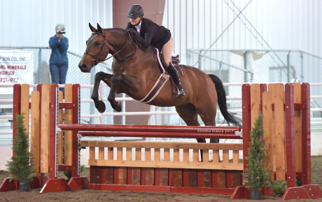Hudson Gelding 2012 by Lysander