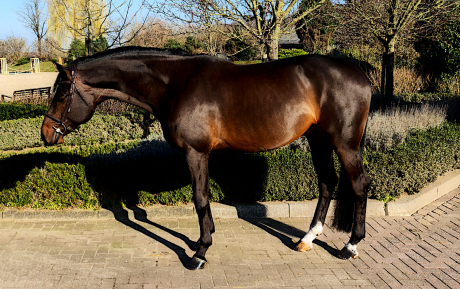 Kitas Stallion 2016 Hunter for sale Pic 1