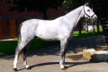 Lerado-Gelding-2003-Picfinal