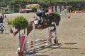 Lermidor Gelding 2013 Jump