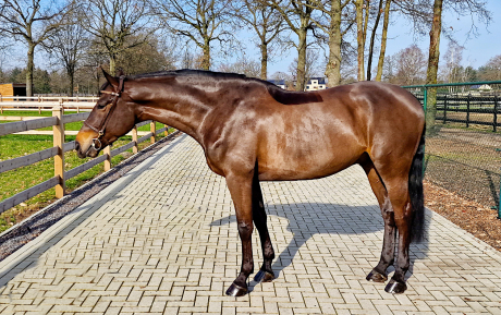 Literat Gelding 2018 Hunter for sale Pic 1