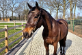 Literat Gelding 2018 Hunter for sale Pic 2