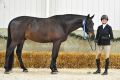 Loremur Champion hunters sold by European Sporthorses