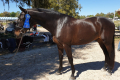 Loremur Winner Performance Hunter Ocala