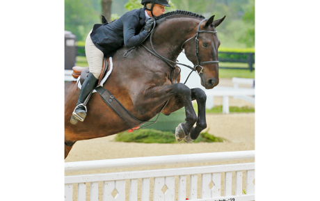 Loremur-Gelding-2012-by-Levantos-Hunter-For-sale-Pic-5