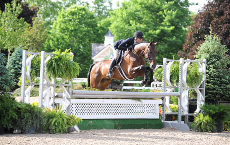 Lorton Hunter for sale Competition Pic 1