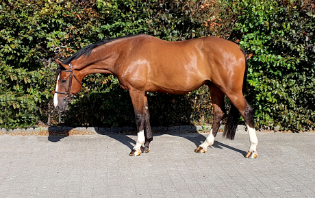 Lowden Horse for sale Pic3.