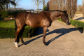 Lucezar Gelding 2015 Hunter for sale 032021 Pic 1