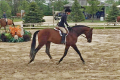 Lysander Sold by European Sporthorses Michael Mildner