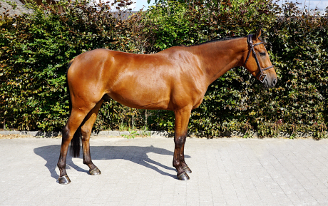 Norman Gelding 2015 by Nabab de Reve Jumper for sale Pic1.JPG