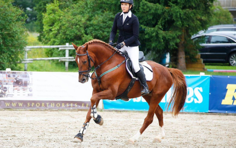 Olympos Horse sold by European Sporthorses