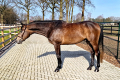 Parabolis Gelding 2018 Hunter for sale Pic 1a