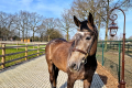 Parabolis Gelding 2018 Hunter for sale Pic 2a