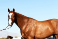 Powerpoint-Hunter-Thermal-USA2