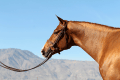 Powerpoint-Hunter-Thermal-USA3