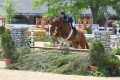 Puppet Hunter Sold by European Sporthorses Pic1