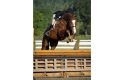 Puppet Hunter Sold by European Sporthorses Pic2