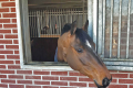 Quido Home Pic Final Hunter for sale 1 (1)