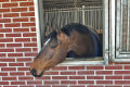 Quido Home Pic Final Hunter for sale 1 (2)