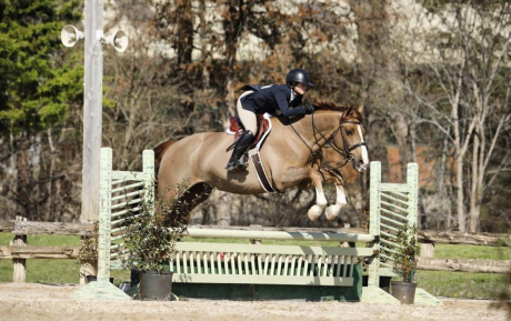 Redding Gelding 2013 by Arko Hunter for sale Pic1