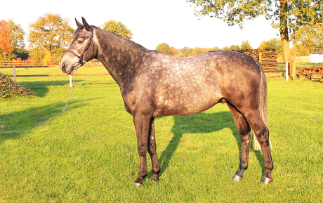 Rodgerio-Gelding-2005-for-sale