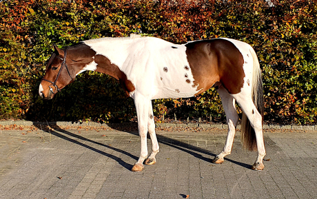 Rowley Gelding 2016 by Rainy day Blues Hunter for sale Pic 1