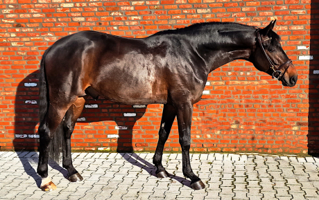 Schufro Stallion 2018 by Rubin Royal Hunter for sale Pic 1