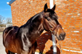 Schufro Stallion 2018 by Rubin Royal Hunter for sale Pic 2