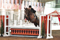 Tinkas Boy Gelding 2012 St. Louis Horse Show Pic 1