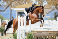 Tinkas Boy Hunter Sold by European Sporthorses Pic 1