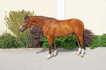 Tinkas-Boy-Gelding-2012-by-Arco-x-Tinkas-Boy-Equitation-horse-for-sale-Pic-1