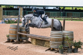Tipsy Mare 2016 Sold by European Sporthorses (3)