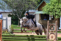 Tipsy Mare 2016 Sold by European Sporthorses (4)