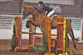 Vakker Gelding 2006 Equitation horse for sale Pic 2017 (2)