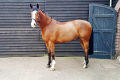 Vakker-Equitation-Horse-Sold-by-European-Sporthorses