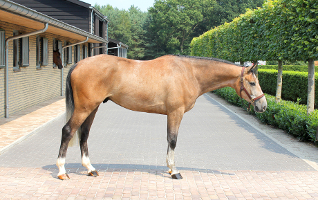 Vingino-Z-Gelding-2009-Hunter-for-sale-Pic-1