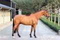Zador-Jumper-for-sale-Pic-1