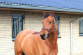 Zador-Jumper-for-sale-Pic-2