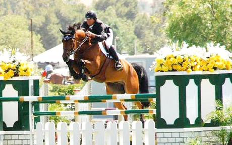 Zador-Jumper-for-sale-Pic-3