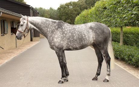 Zambo-Gelding-2004-by-Odermus-show-jumping-horse-for-sale-Pic-1