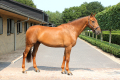 Zenden-Jumper-for-sale-Pic-1