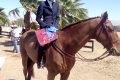 Zendon-Gelding-Sold-by-European-Sporthorses-Pic-1
