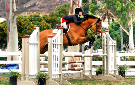 Zico-Jumper-for-lease-Epic-Stables-Pic-2
