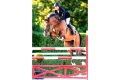 Zuara-Jumper-for-sale-Pic-1
