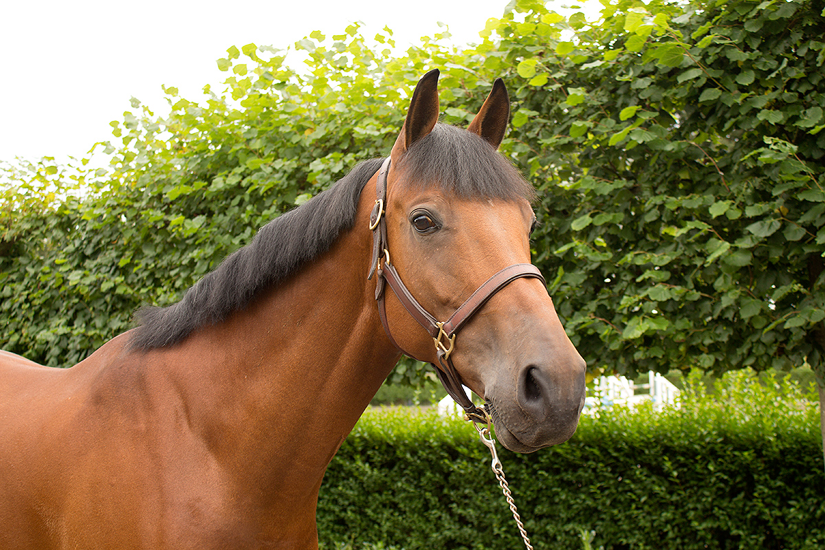 Successful from European Sporthorses, european hunter and jumper with