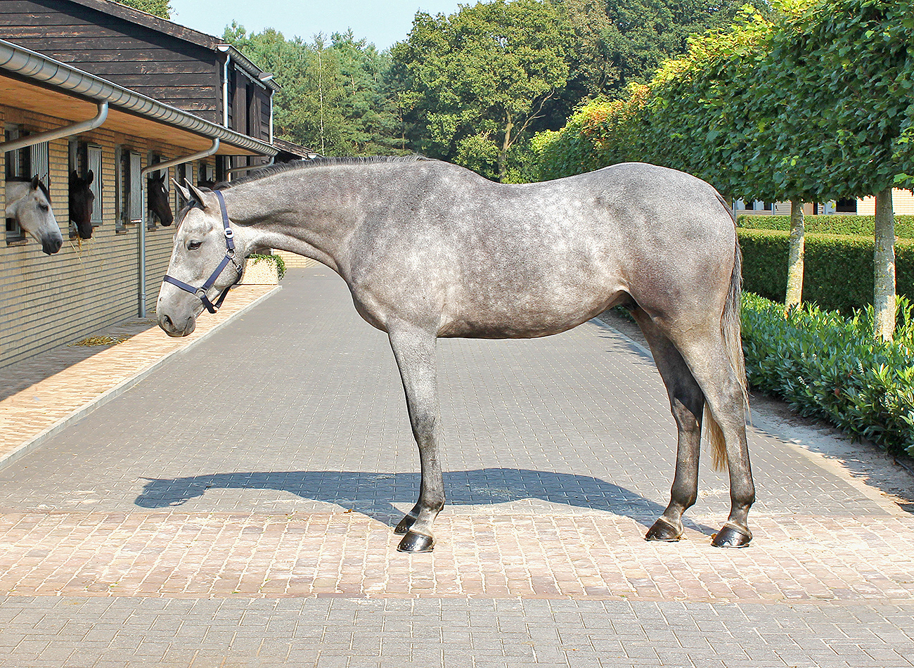 CaseyGeldingHunterforsalePic1